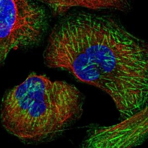 Anti-LRRFIP2 antibody produced in rabbit HPA042023-100UL
