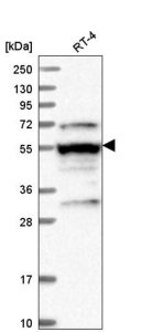 Anti-LRRFIP2 antibody produced in rabbit HPA042023-100UL
