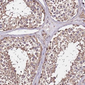 Anti-LRRIQ1 antibody produced in rabbit 