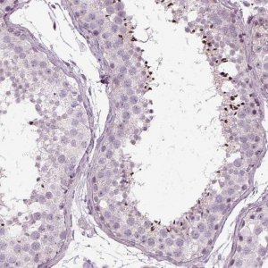 Anti-LRRIQ3 antibody produced in rabbit HPA030799-100UL