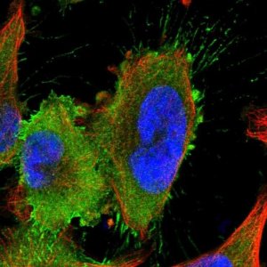 Anti-LRRIQ3 antibody produced in rabbit HPA030799-100UL