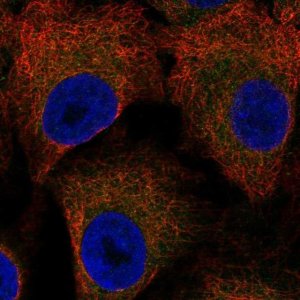 Anti-LSAMP antibody produced in rabbit 
