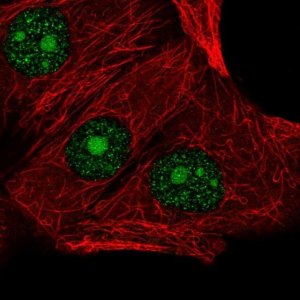 Anti-LSM3 antibody produced in rabbit 