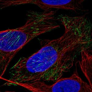 Anti-LSM6 antibody produced in rabbit 