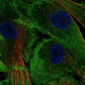 Anti-LSP1 antibody produced in rabbit 