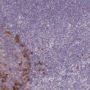 Anti-LTB antibody produced in rabbit 