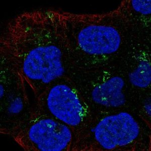 Anti-LTBR antibody produced in rabbit 