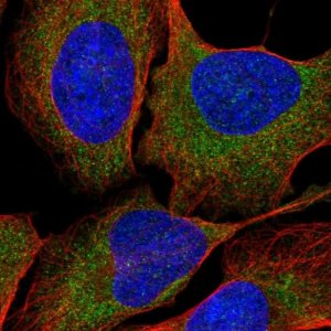Anti-LTN1 antibody produced in rabbit 