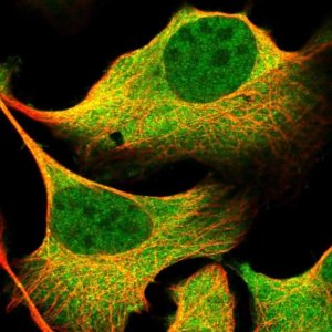 Anti-LTV1 antibody produced in rabbit 