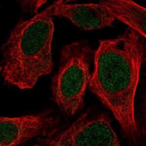 Anti-LUC7L antibody produced in rabbit HPA056424-100UL