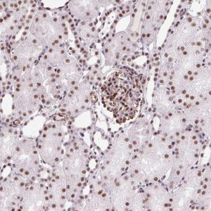 Anti-LUC7L2 antibody produced in rabbit 