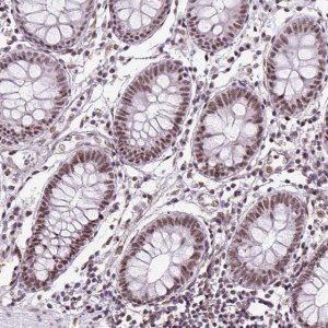 Anti-LUC7L2 antibody produced in rabbit 