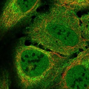 Anti-LUZP2 antibody produced in rabbit 