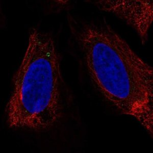 Anti-LUZP6 antibody produced in rabbit 