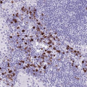 Anti-LY6G5B antibody produced in rabbit 