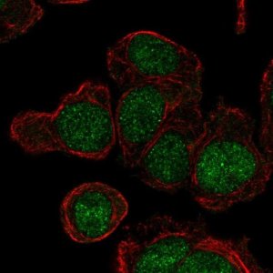 Anti-LY6G6E antibody produced in rabbit 