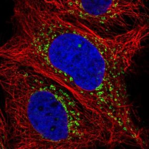 Anti-LY75 antibody produced in rabbit 