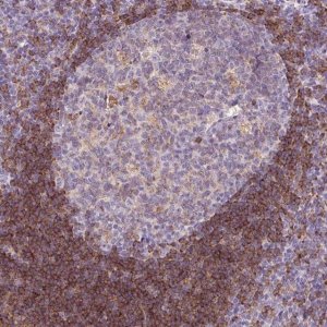 Anti-LY86 antibody produced in rabbit 