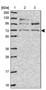 Anti-LY9 antibody produced in rabbit 