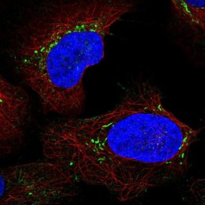 Anti-LY96 antibody produced in rabbit 