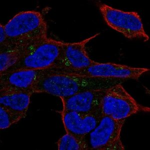 Anti-LYL1 antibody produced in rabbit 