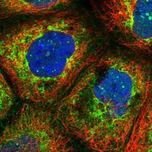 Anti-LYSMD2 antibody produced in rabbit 