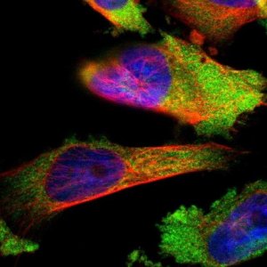 Anti-LYSMD3 antibody produced in rabbit 