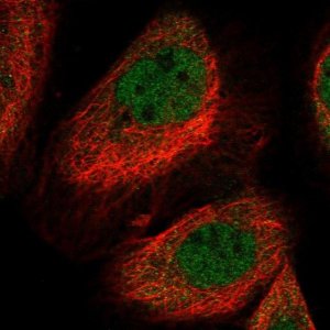 Anti-LYST antibody produced in rabbit 
