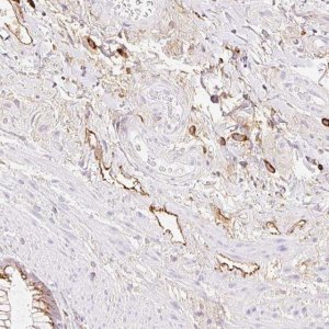 Anti-LYVE1 antibody produced in rabbit 