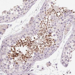 Anti-LYZL6 antibody produced in rabbit 