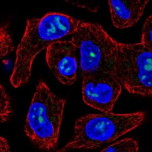Anti-M1AP antibody produced in rabbit 