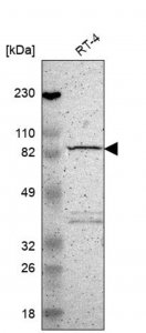 Anti-MAD1L1 antibody produced in rabbit 