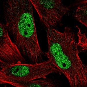 Anti-MAEA antibody produced in rabbit 