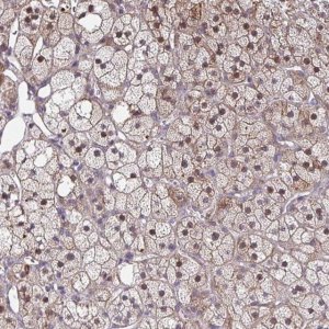 Anti-MAF1 antibody produced in rabbit 