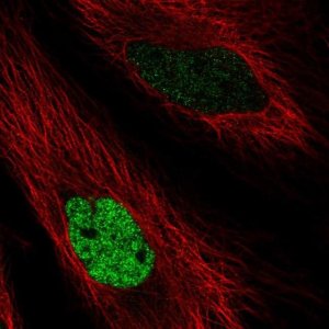 Anti-MAFK antibody produced in rabbit 
