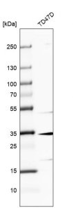 Anti-MAGEF1 antibody produced in rabbit 