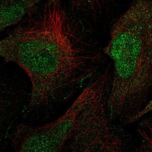 Anti-MAGI1 antibody produced in rabbit 