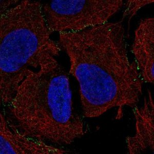 Anti-MAGI3 antibody produced in rabbit 
