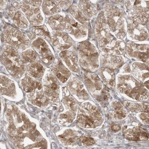 Anti-MAGIX antibody produced in rabbit 