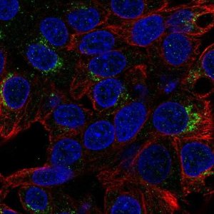 Anti-MALRD1 antibody produced in rabbit 