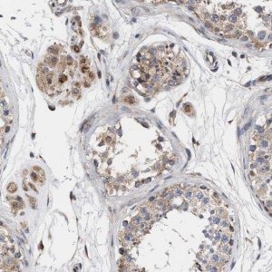 Anti-MALSU1 antibody produced in rabbit 