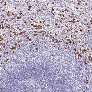 Anti-MAMDC4 antibody produced in rabbit 