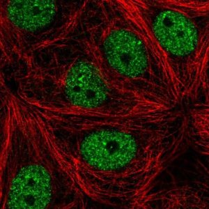Anti-MAMDC4 antibody produced in rabbit 