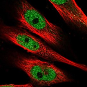 Anti-MAML1 antibody produced in rabbit 
