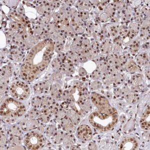 Anti-MAML2 antibody produced in rabbit 