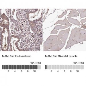 Anti-MAML3 antibody produced in rabbit 