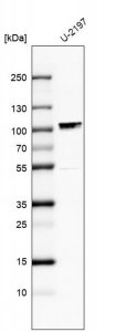 Anti-MAMLD1 antibody produced in rabbit 