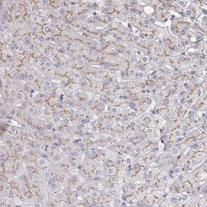 Anti-MAN1A1 antibody produced in rabbit 