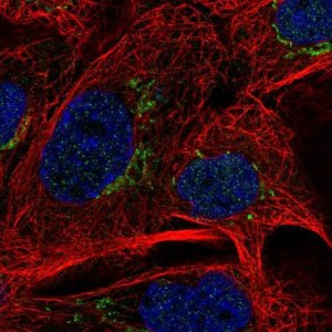 Anti-MAN1A2 antibody produced in rabbit 