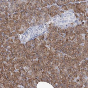 Anti-MAN2B2 antibody produced in rabbit 